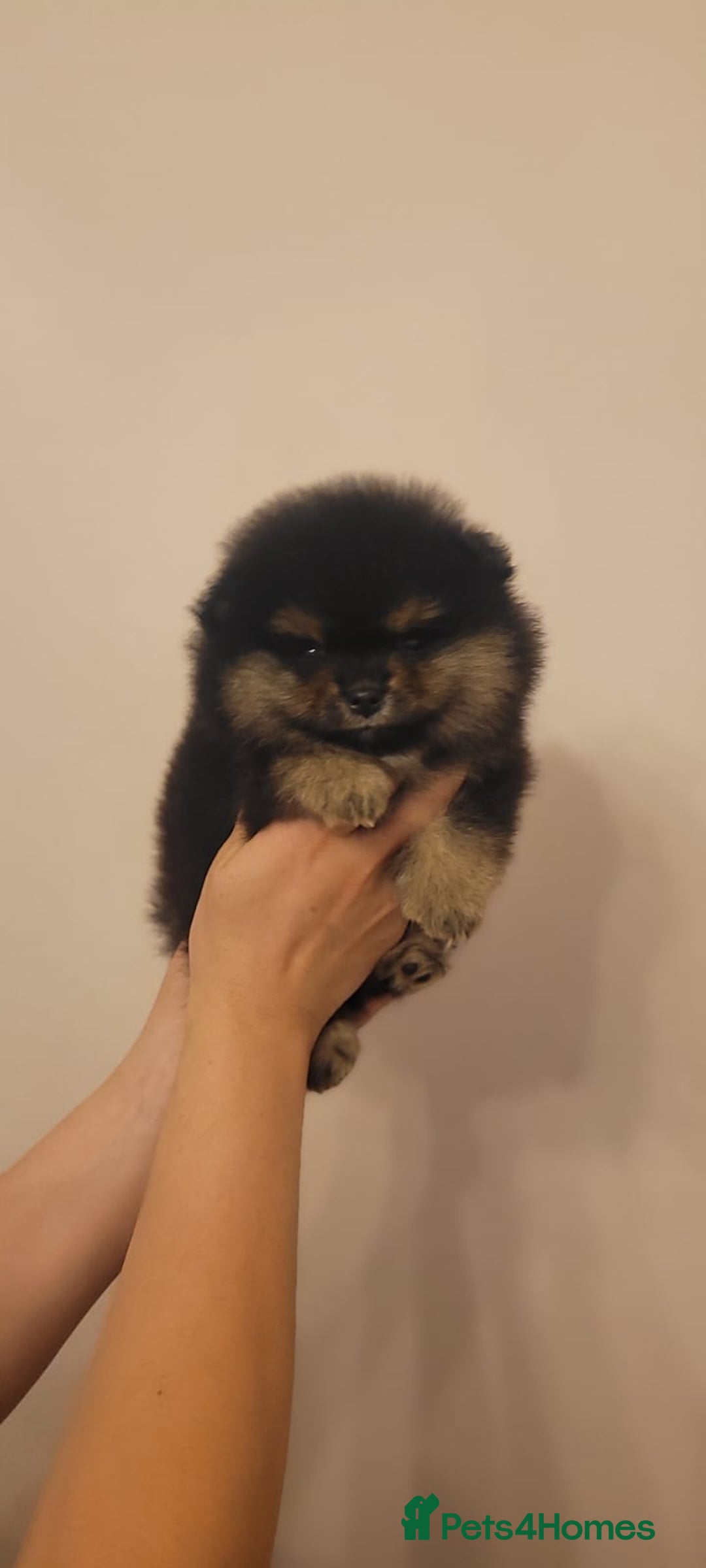 Pomeranian dogs for sale: 🐾 Adorable High-Quality Pomeranian Puppies  - Image 4