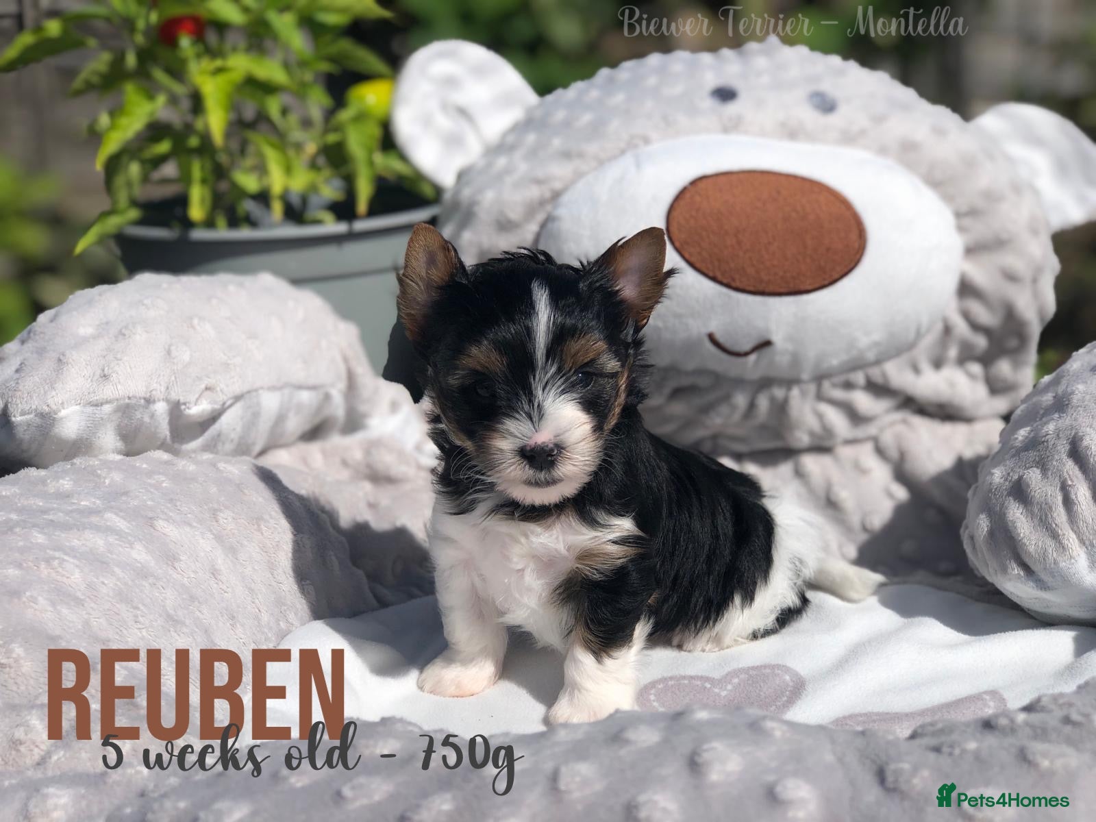 Yorkshire Terrier dogs Beautiful Litter of Six Biewer Terriers! - Advert 2