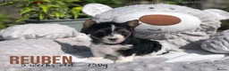 Yorkshire Terrier dogs for sale: Beautiful Litter of Six Biewer Terriers! - Advert 20