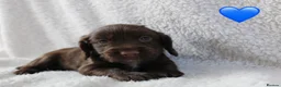 Sprocker dogs for sale: Beautiful Sprocker Spaniel puppies  - Advert 3