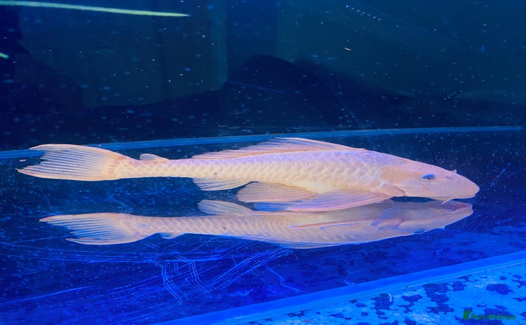 Plecos fish - Advert 1