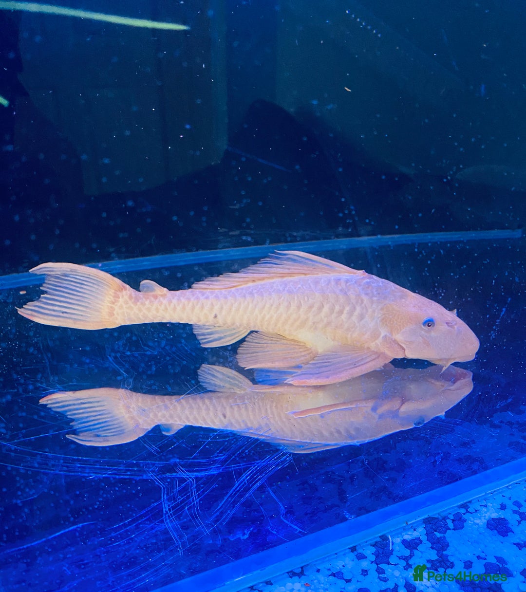 Plecos fish for sale: Chocolate Pleco  - Image 1