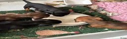 Miniature Dachshund dogs for sale: miniature dachshund - Advert 9
