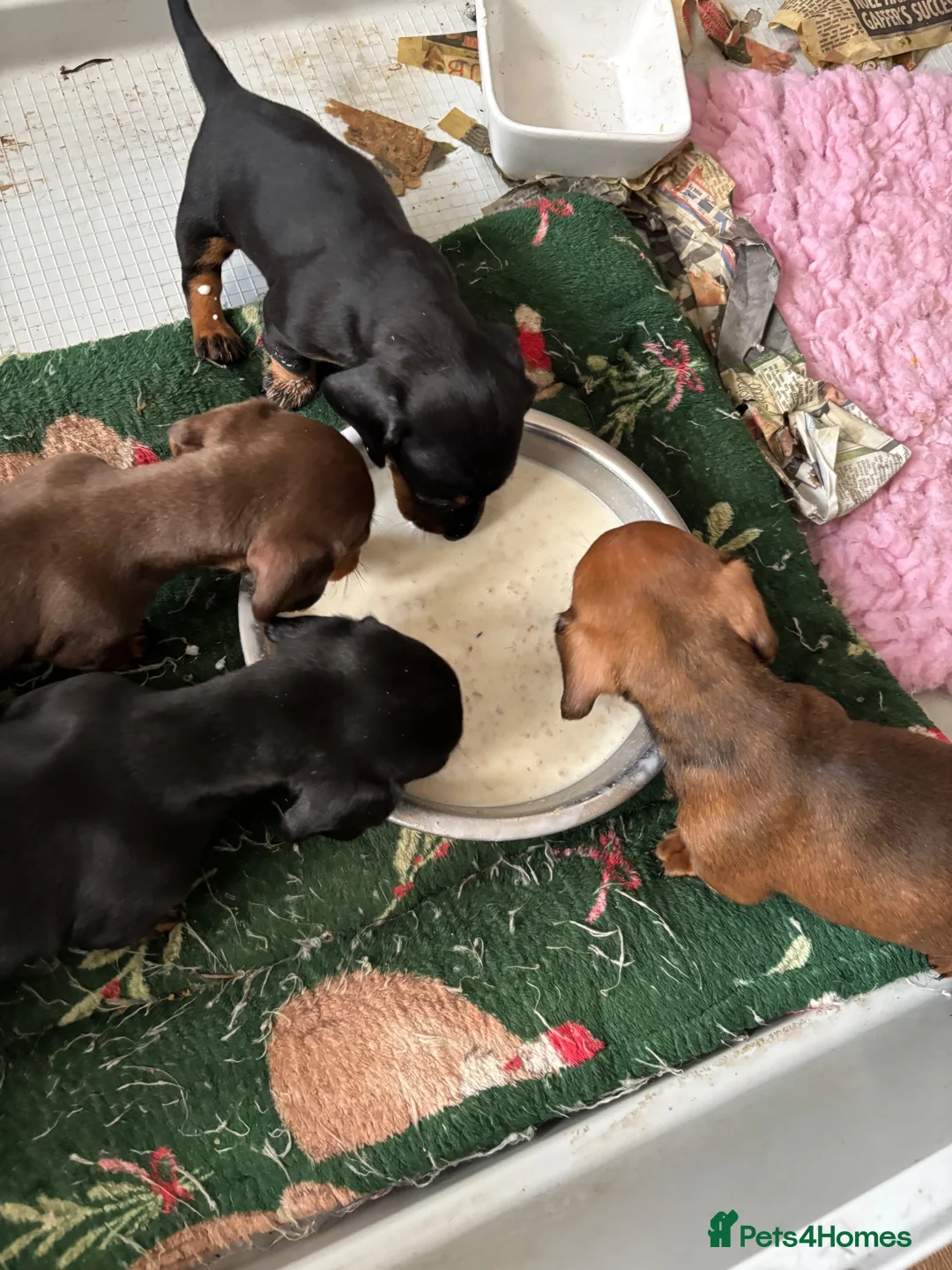 Miniature Dachshund dogs for sale: miniature dachshund - Advert 9