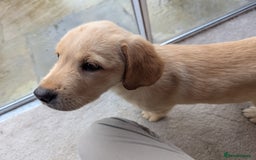 Goldador dogs for sale: 9 Week old Goldador Puppies - ready to go - Advert 5