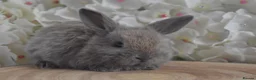 Mini Lop rabbits for sale: Mini lop X bunnies - Advert 3