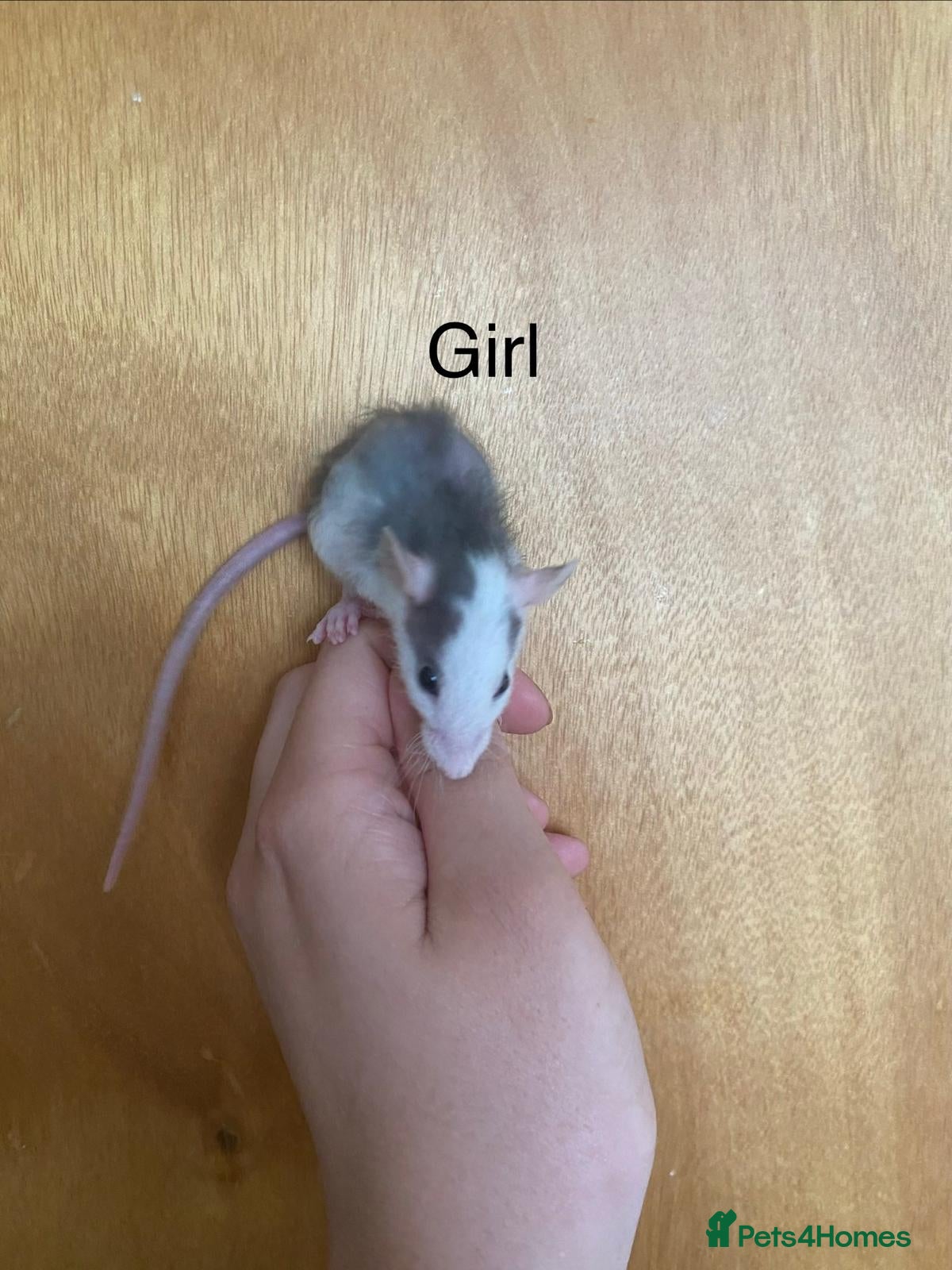 Rat rodents for sale: Mixed sexed baby rats in Chelmsford - Advert 30