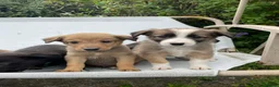 Mixed Breed dogs for sale: Adorable Litter of 9 Border collies - Advert 9