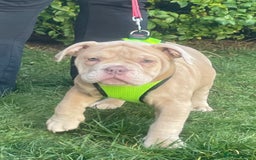 Olde English Bulldogge dogs for sale: Olde English bulldog  - Image 8