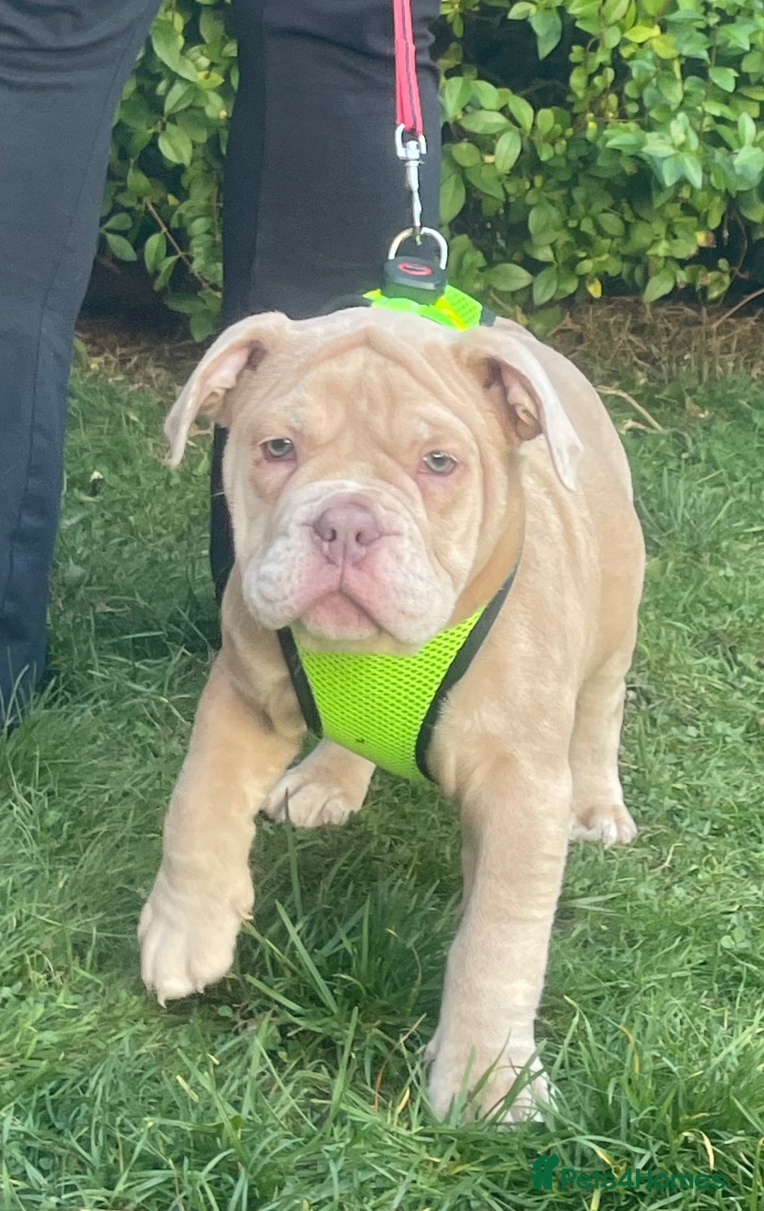 Olde English Bulldogge dogs for sale: Olde English bulldog  - Image 8