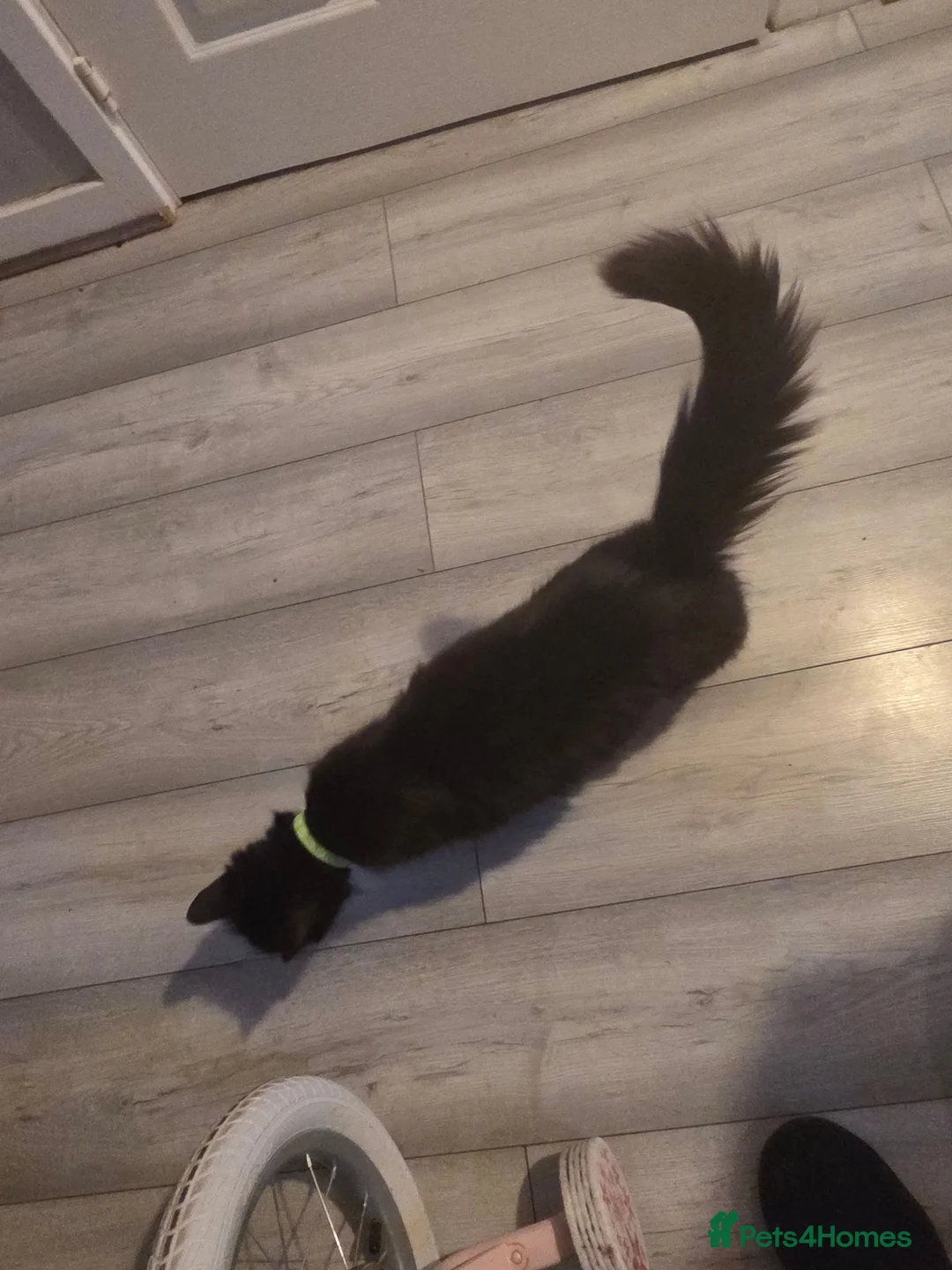 Mixed Breed cats for sale: KITTENS FORSALE - Advert 5