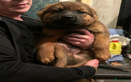 Mixed Breed dogs for sale: Rottweiler x Akita  mastiff pups - Advert 20