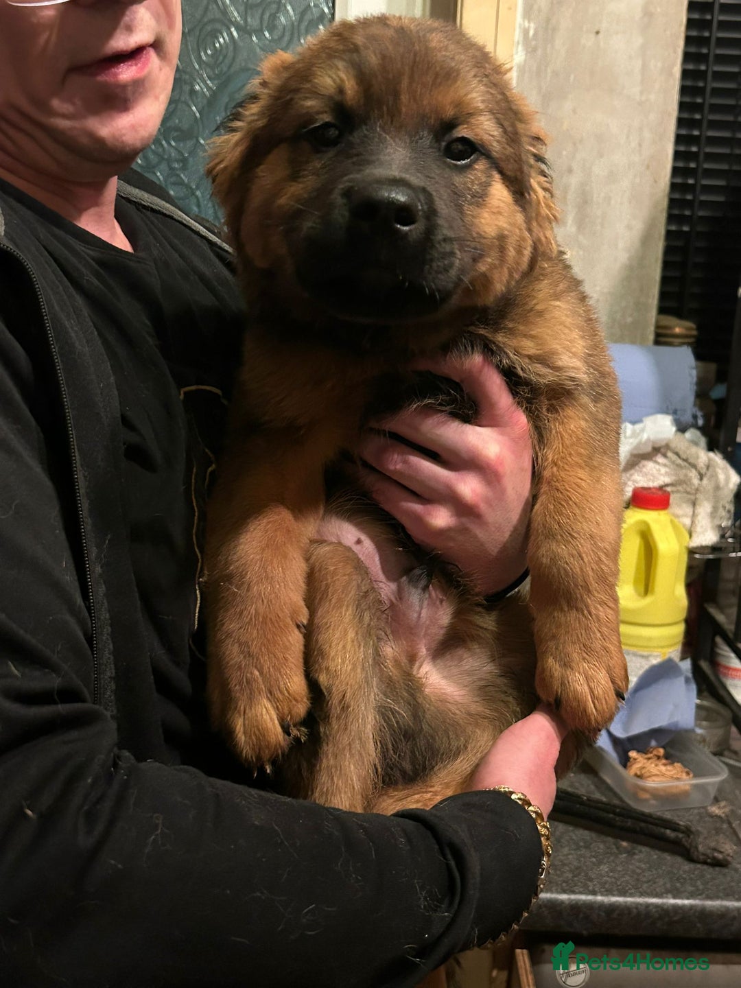 Mixed Breed dogs for sale: Rottweiler x Akita  mastiff pups - Advert 20