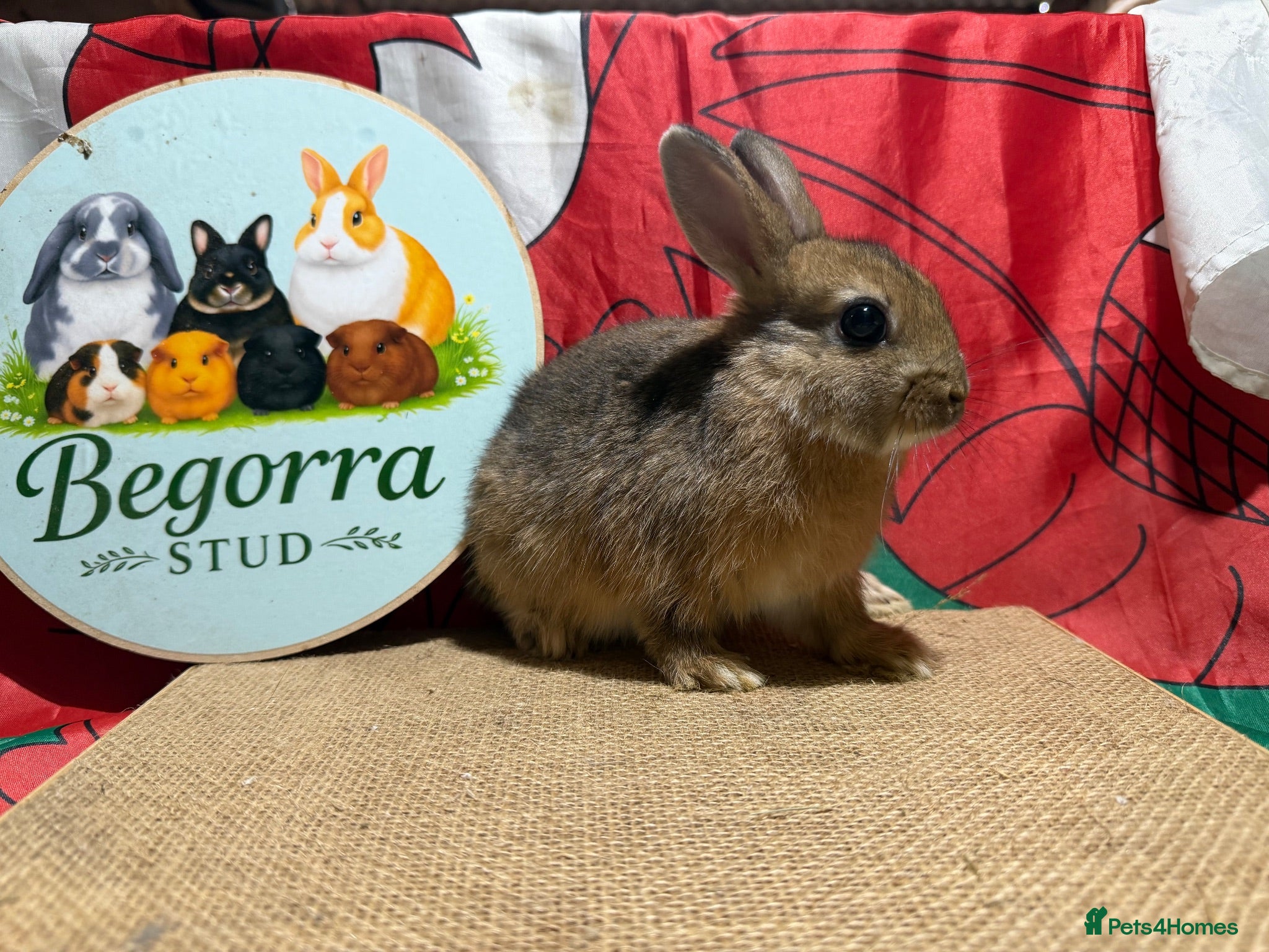 Netherland Dwarf rabbits Gorgeous Netherland dwarfs ready now - Advert 2