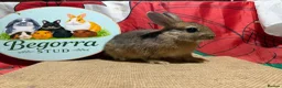 Netherland Dwarf rabbits for sale: Gorgeous Netherland dwarfs ready now - Advert 2