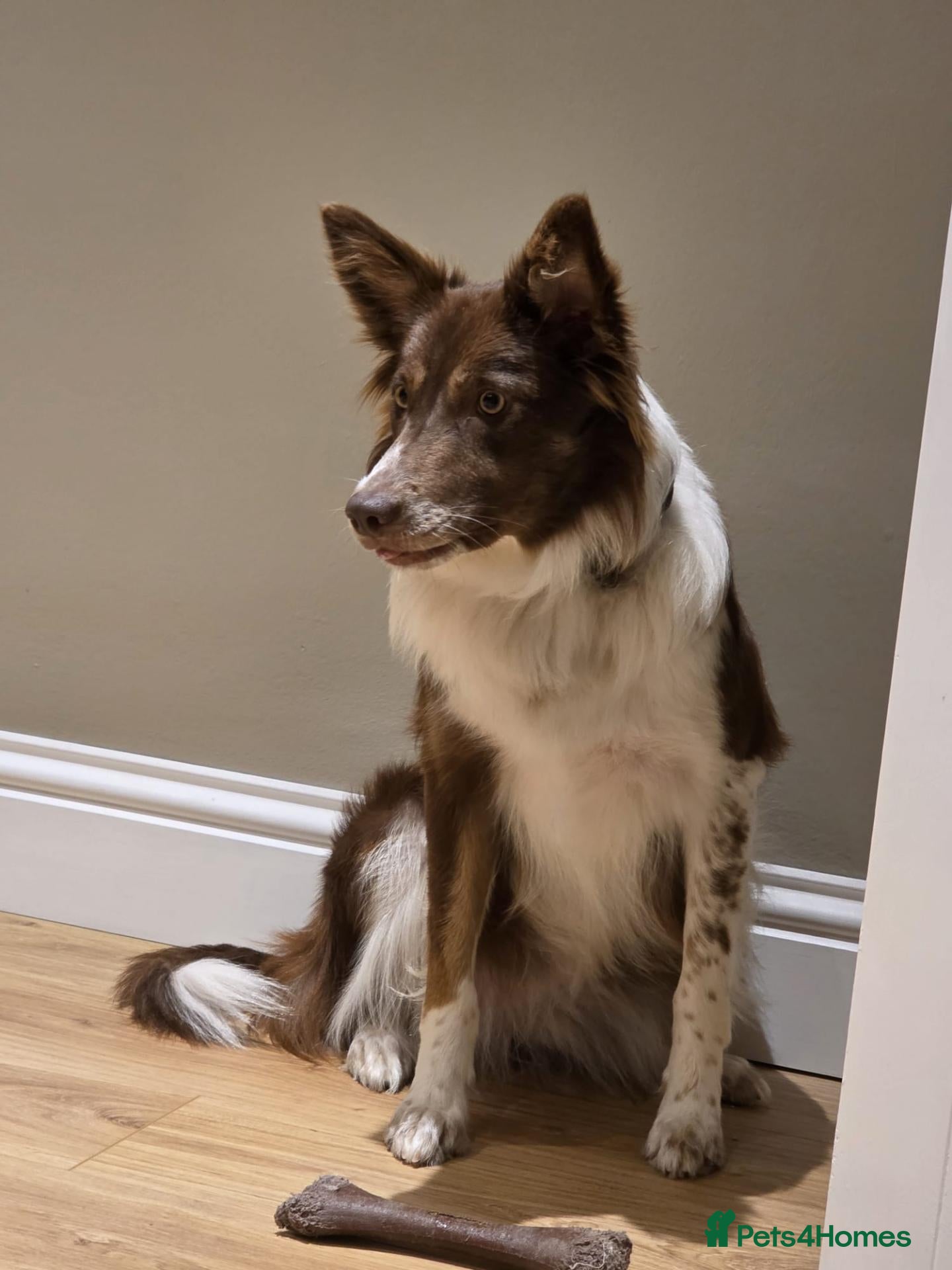 Border Collie dogs Border Collie Puppies  - Advert 1