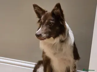 Border Collie dogs Border Collie Puppies - Advert 1