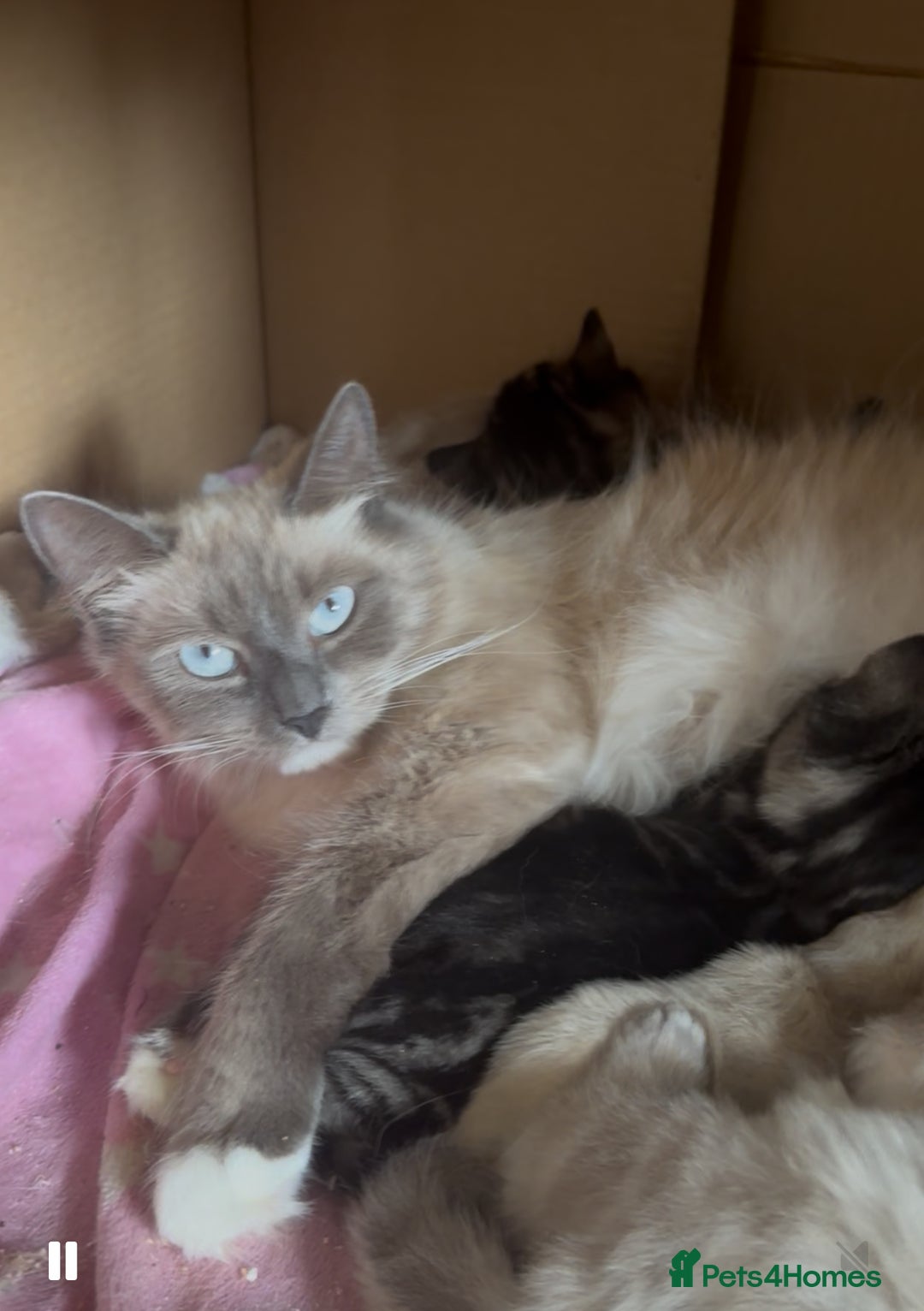 Ragdoll cats for sale: Ragdoll cross 2 boys 2 girls  - Image 4