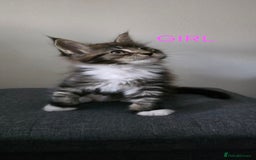Maine Coon cats for sale: PURE BREED MAINE COONS KITTENS  - Image 6
