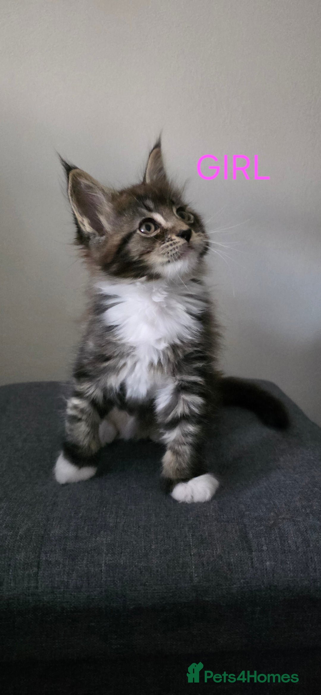 Maine Coon cats for sale: PURE BREED MAINE COONS KITTENS  - Image 6