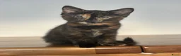 Mixed Breed cats for adoption: Adorable All Girl Kittens in Rainham - Advert 5