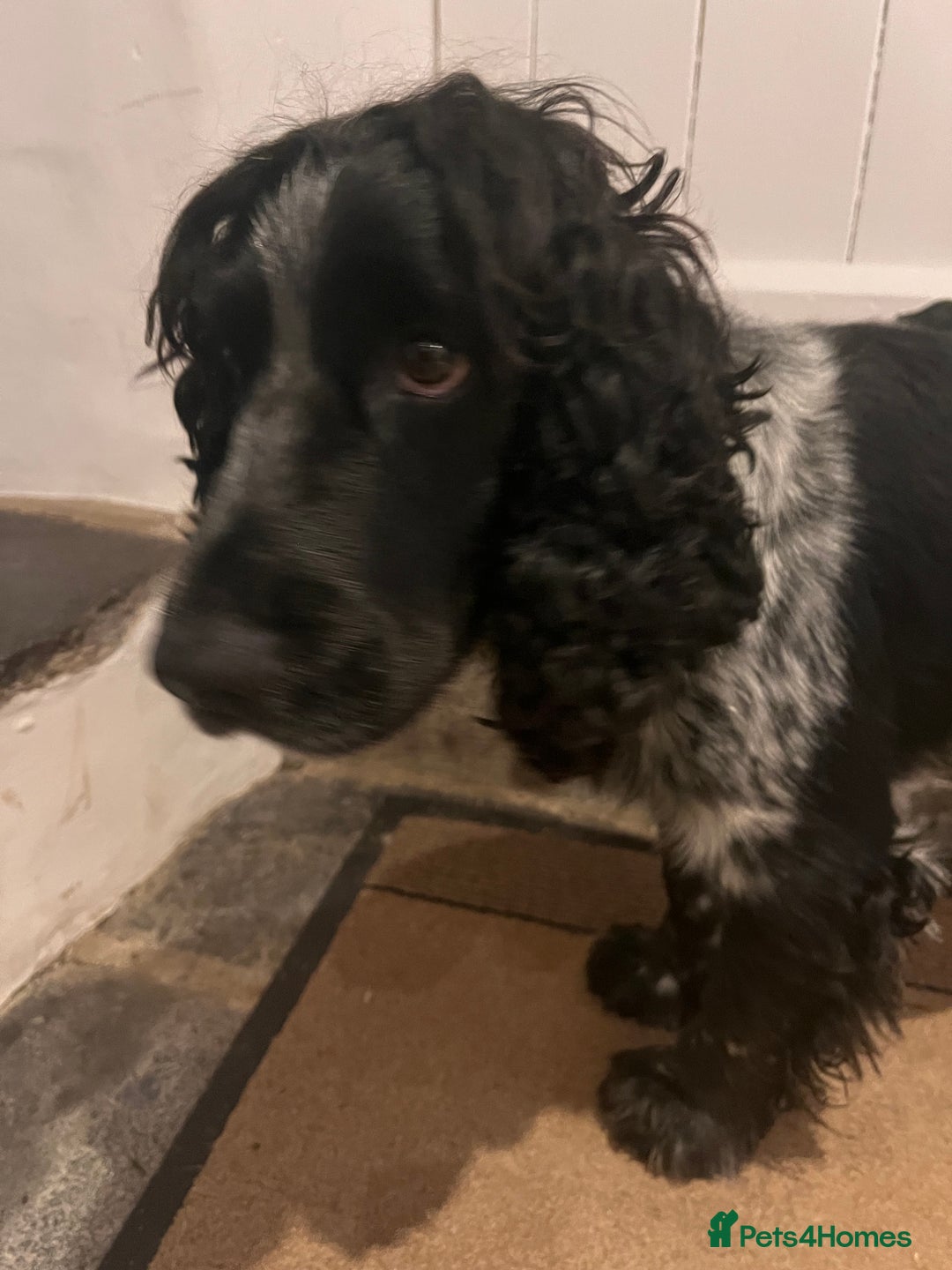 Cocker Spaniel dogs for sale: Loving Cocker Spaniel looking for adult only home  - Image 3