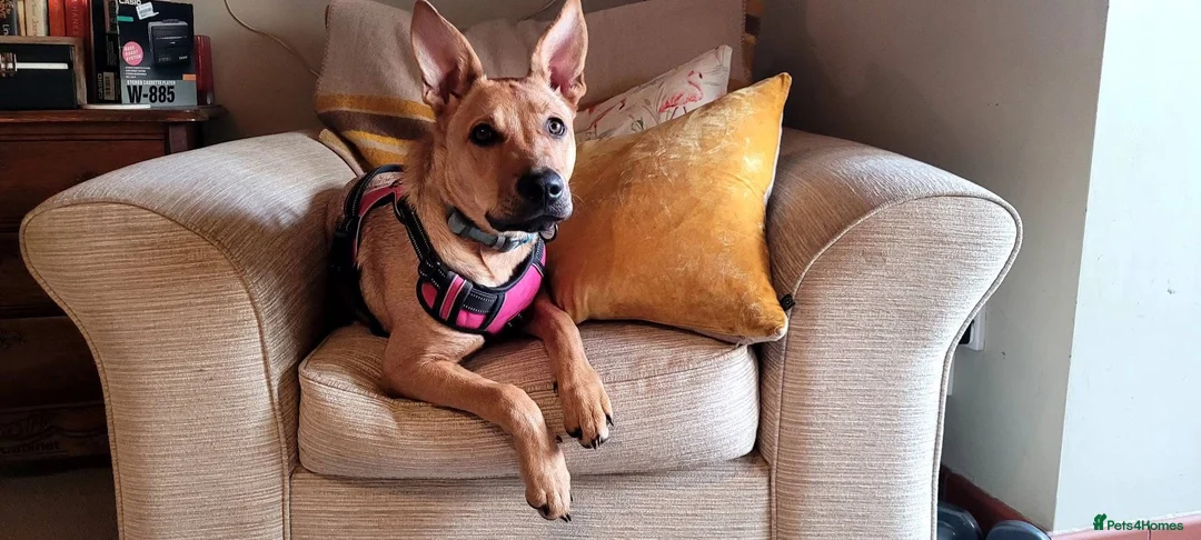 Mixed Breed dogs for sale: beautiful girl German shepherd X in Wolverhampton - Advert 1