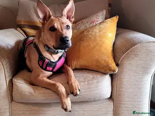 Mixed Breed dogs beautiful girl German shepherd X in Wolverhampton - Advert 3