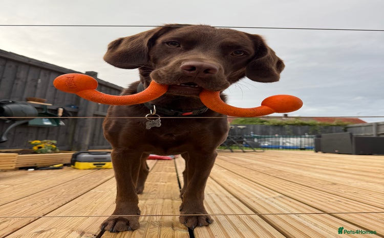 Springador dogs - Advert 4