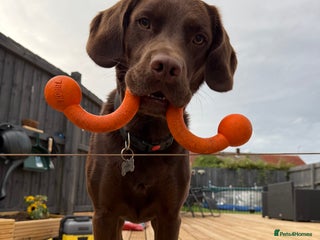 Springador dogs - Advert 1