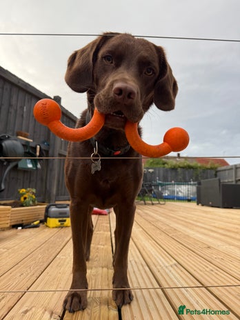 Springador dogs - Advert 1