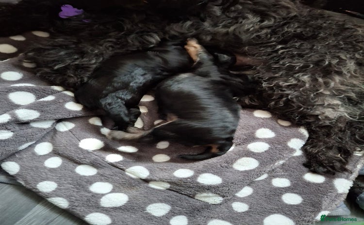 Shihpoo dogs - Advert 2