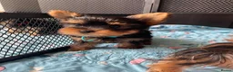 Yorkshire Terrier dogs for sale: Adorable Yorkshire Terrier Puppies ❤️ - Advert 6
