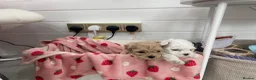 Maltipoo dogs for sale: Tiny maltipoo puppies  - Advert 20