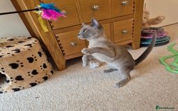Burmese cats for sale: Gorgeous Pedigree Blue Male Burmese Kitten - Image 4