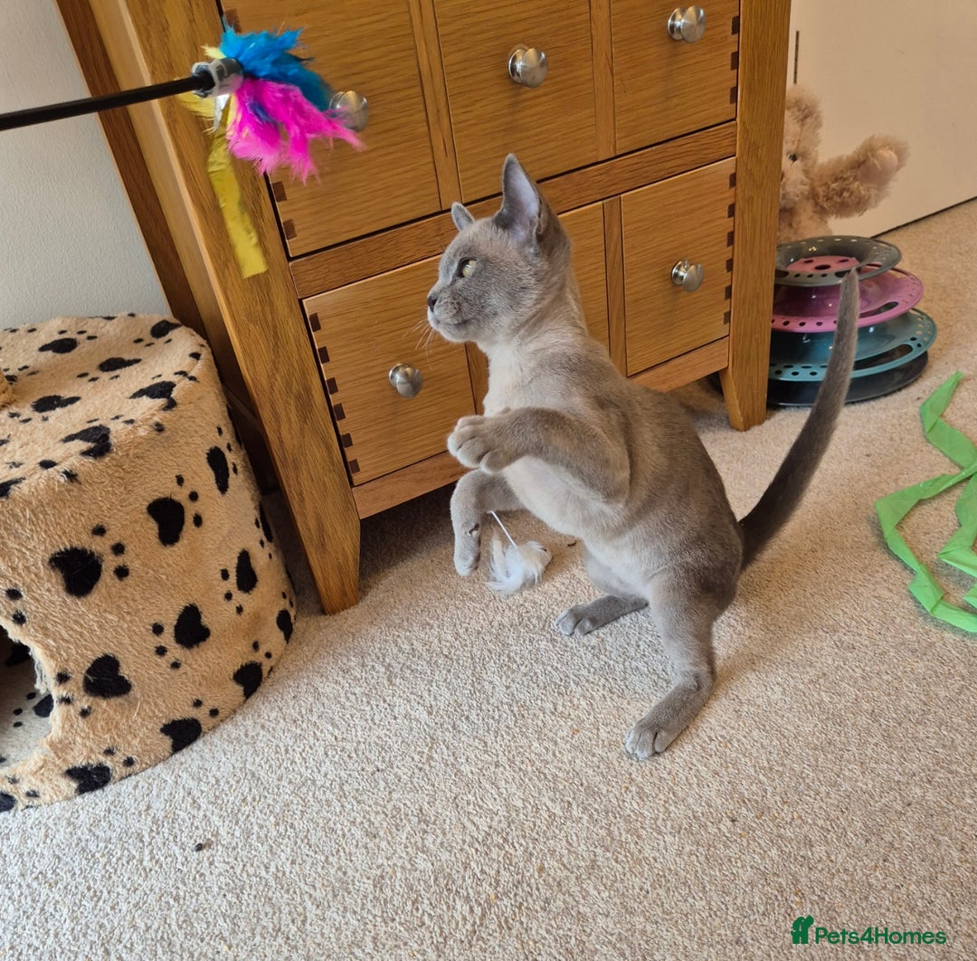 Burmese cats for sale: Gorgeous Pedigree Blue Male Burmese Kitten - Image 4