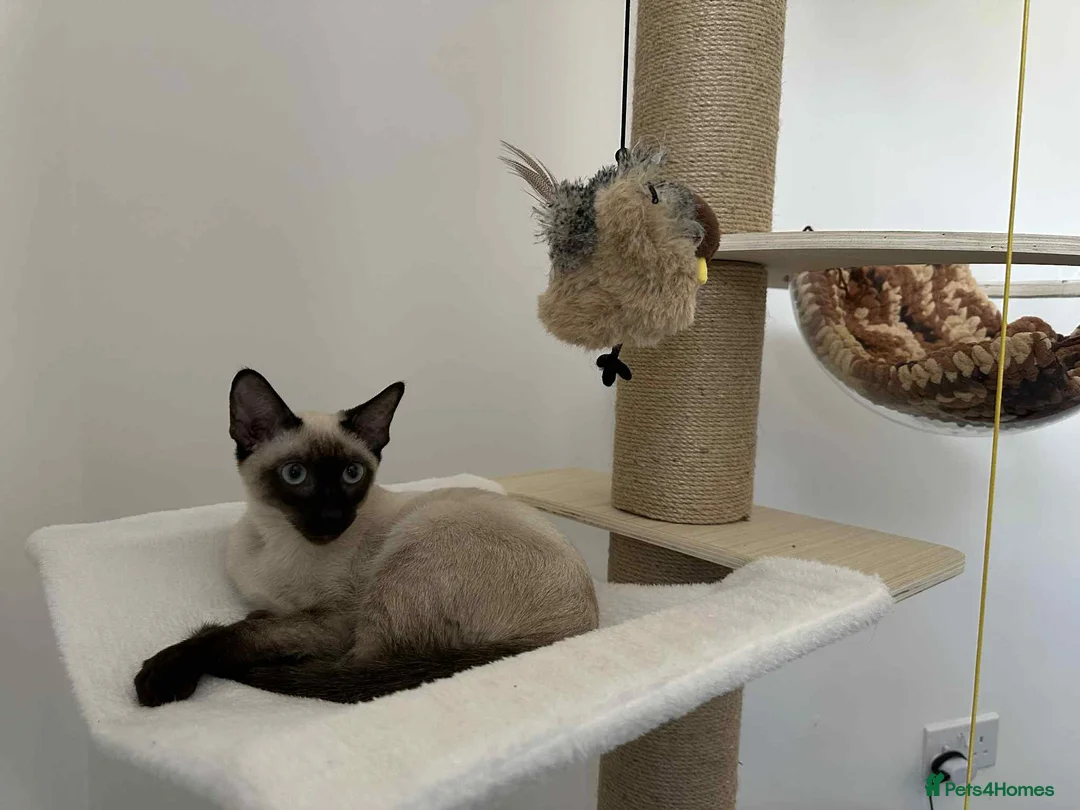 Siamese cats for sale: Neutered Siamese Looking for A Loving Home - Advert 6