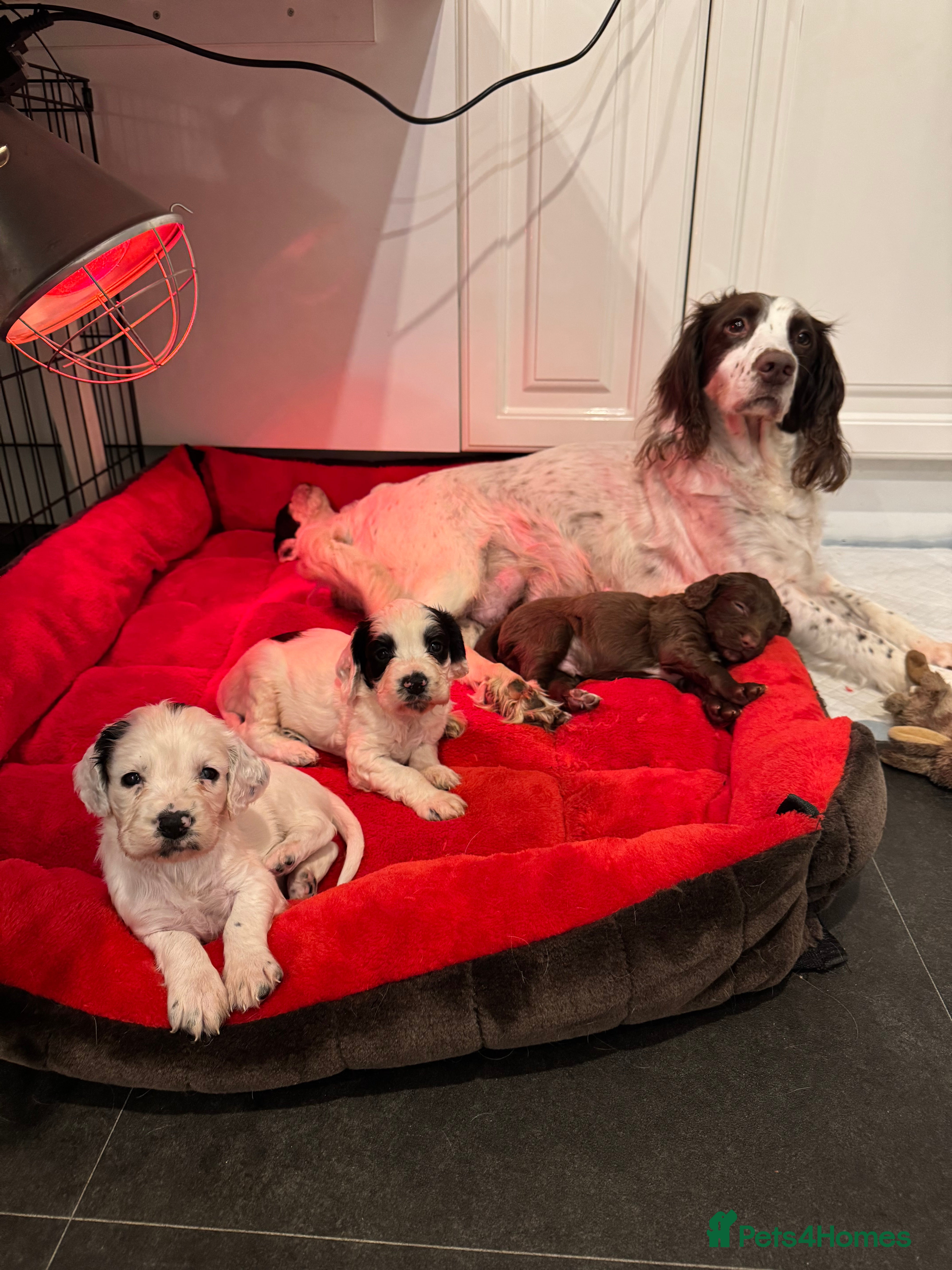 Sproodle dogs Gorgeous sproodle puppies - Family raised - Advert 3