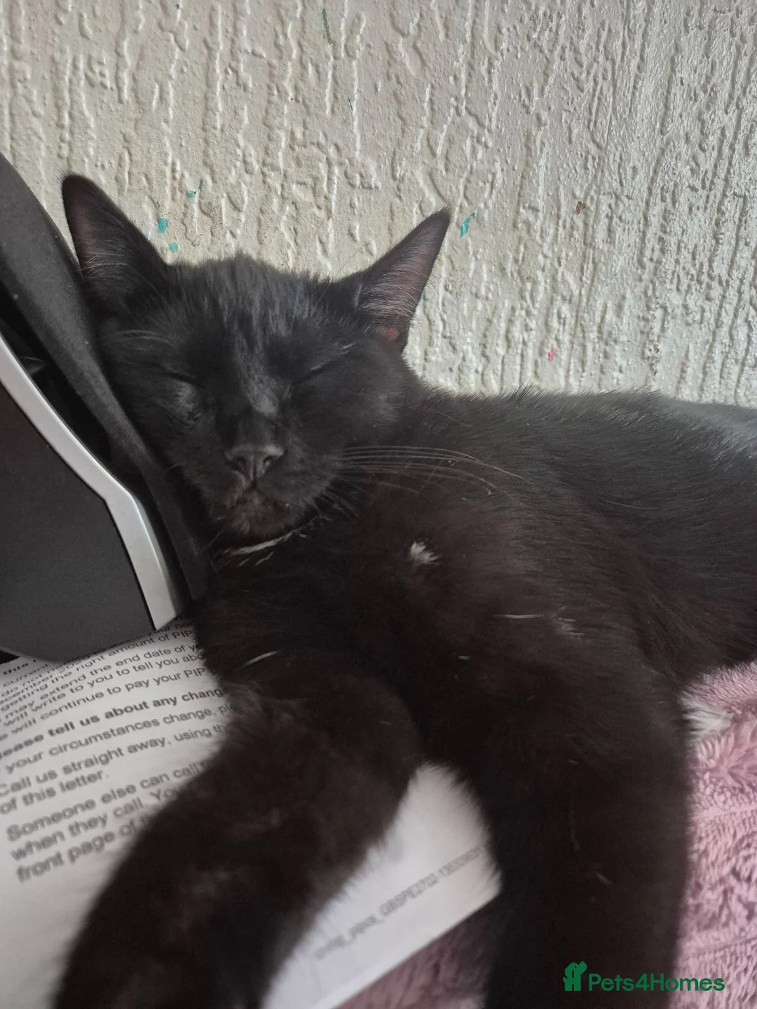 Ragdoll cats for sale: BSH Ragdoll mix - Advert 2