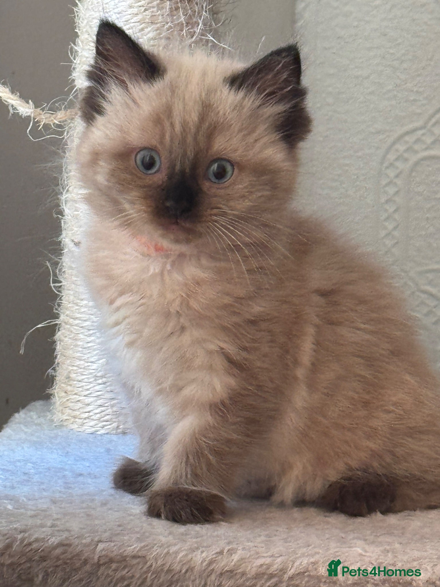 Ragdoll cats Eight-week-old Ragdoll kitten  - Advert 7