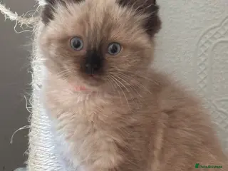Ragdoll cats Eight-week-old Ragdoll kitten - Advert 7