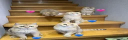 Scottish Fold cats for sale: TICA Registered Scottish Fold & Straight kittens - Advert 13
