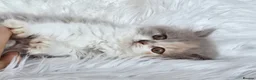 British Shorthair cats for sale: Gorgeous extremely loving longhaired girl - Advert 12