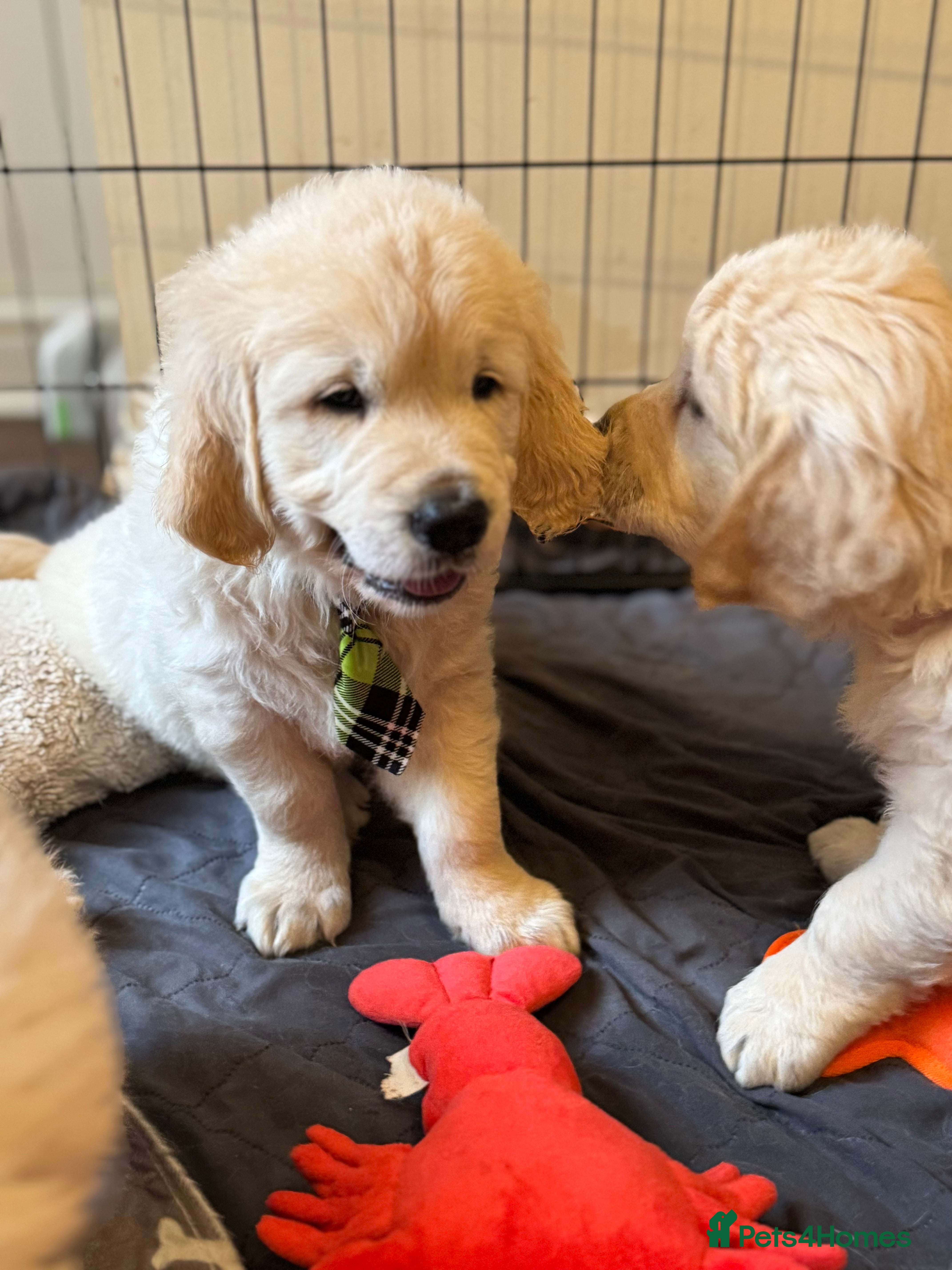 Golden Retriever dogs Beautiful Golden Retriever puppies KC - Advert 1