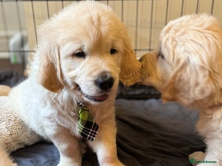 Golden Retriever dogs Beautiful Golden Retriever puppies KC - Advert 3