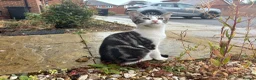 Mixed Breed cats for sale: Marielle - Advert 10