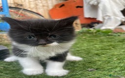 Mixed Breed cats for sale: Kittens for sale  - Image 12