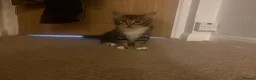Mixed Breed cats for sale: Gorgeous Friendly Kittens – Ready for New Home! in Eastbourne - Advert 5