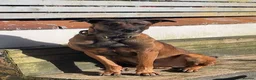 Mixed Breed dogs for sale: 🐾 Rottweiler x Belgian Malinois Puppies  - Advert 24