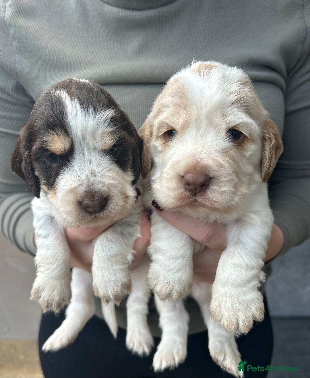 Cocker Spaniel dogs for sale: Cocker spaniel puppys for sale! - Advert 1